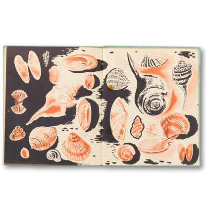 The First Book of Sea Shell