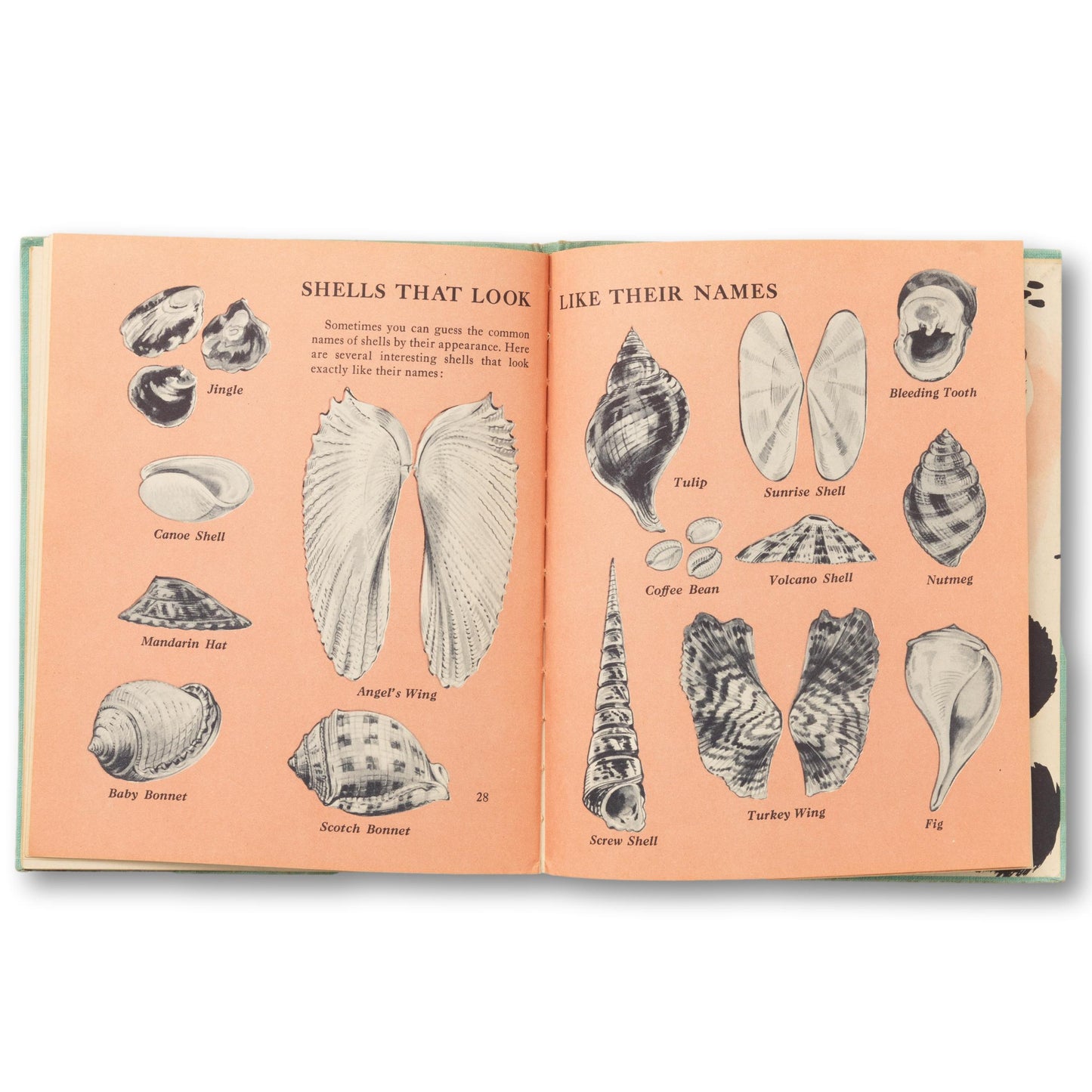 The First Book of Sea Shell