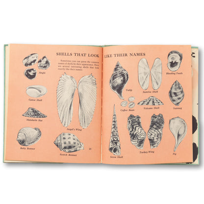 The First Book of Sea Shell