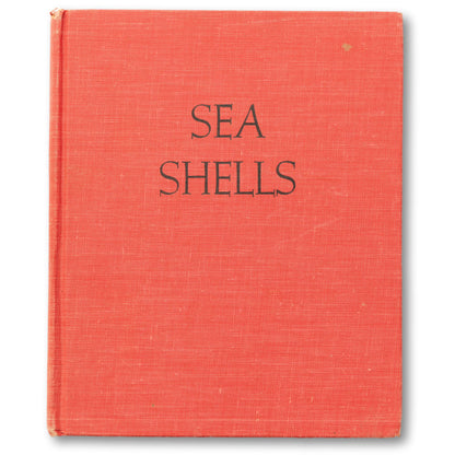 Sea Shells Illustrated Guide