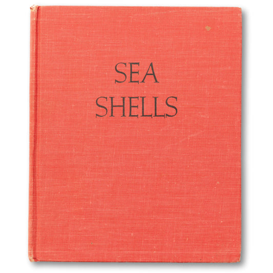 Sea Shells Illustrated Guide