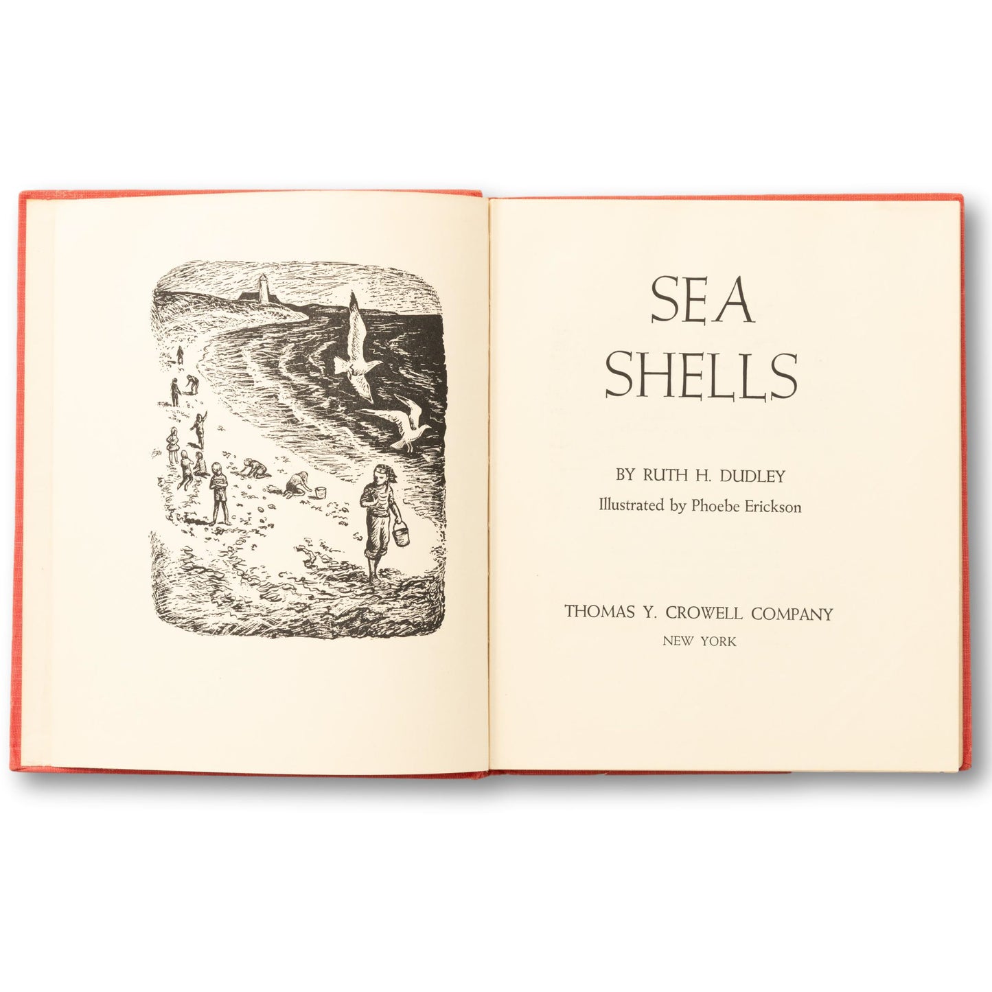 Sea Shells Illustrated Guide