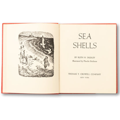 Sea Shells Illustrated Guide