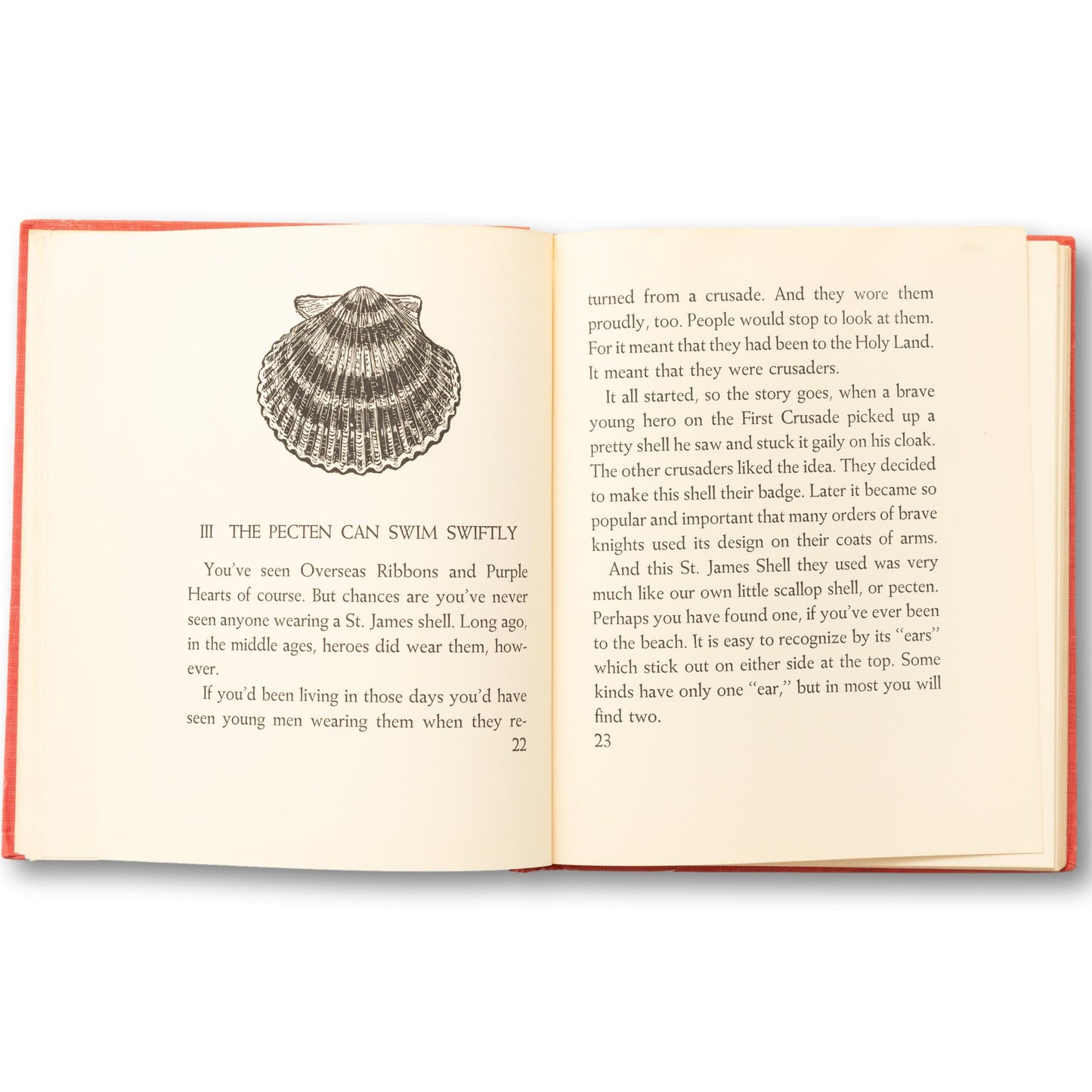 Sea Shells Illustrated Guide
