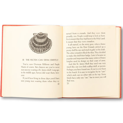 Sea Shells Illustrated Guide
