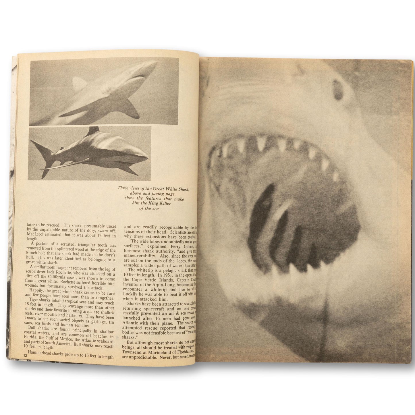 "Killer Sharks" Collector's Edition Magazine