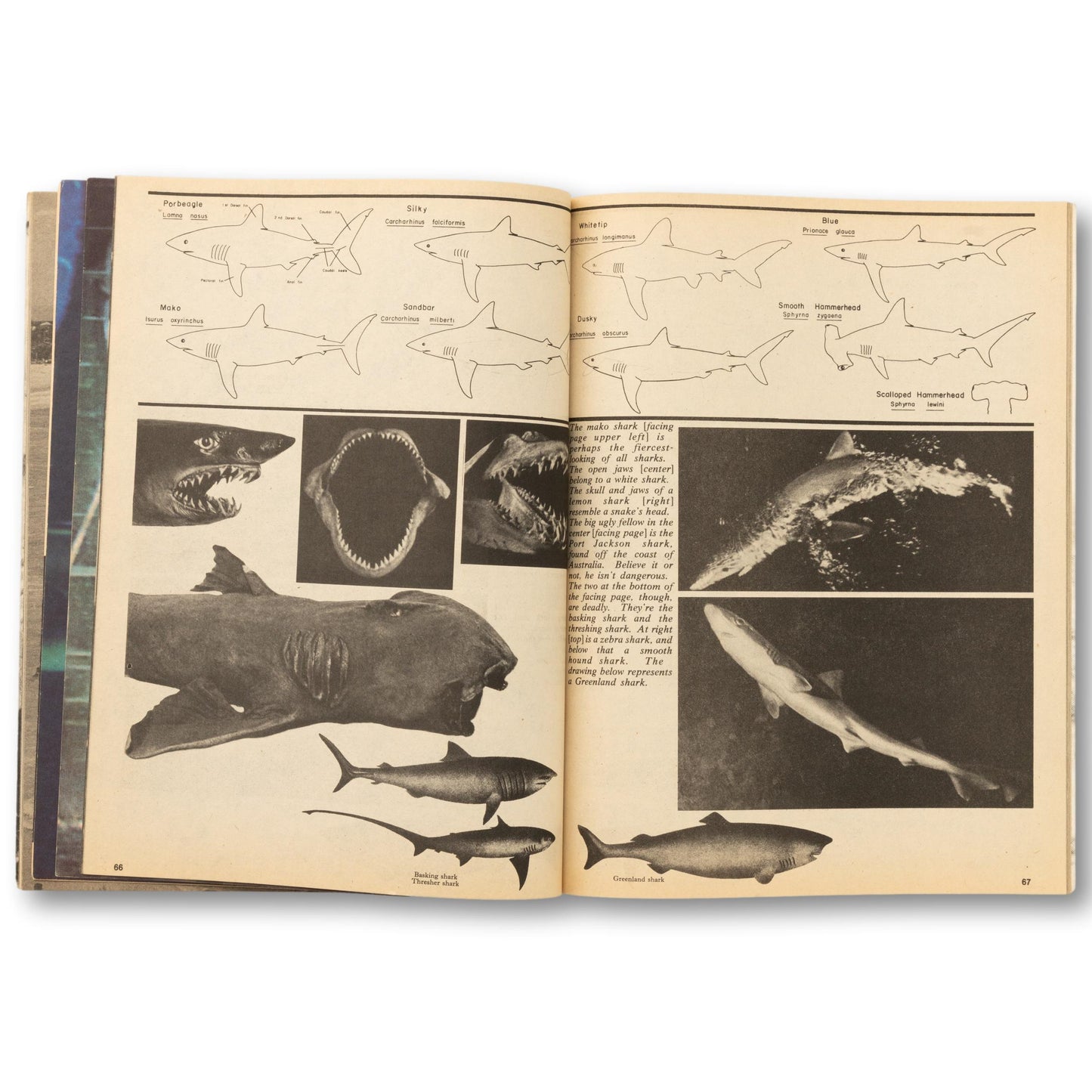 "Killer Sharks" Collector's Edition Magazine