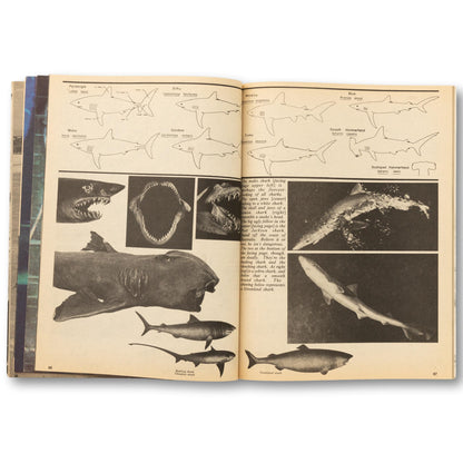 "Killer Sharks" Collector's Edition Magazine