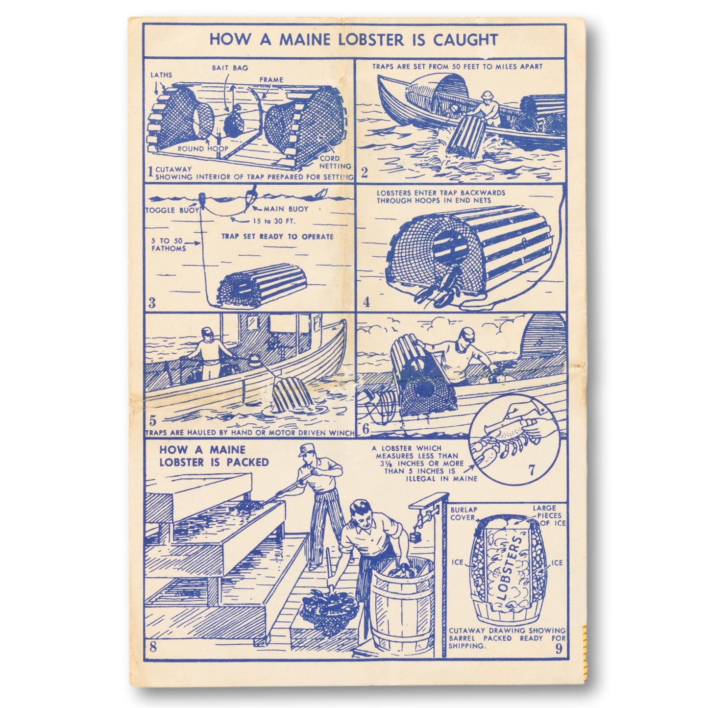 "How to Eat Maine Lobster" Guide
