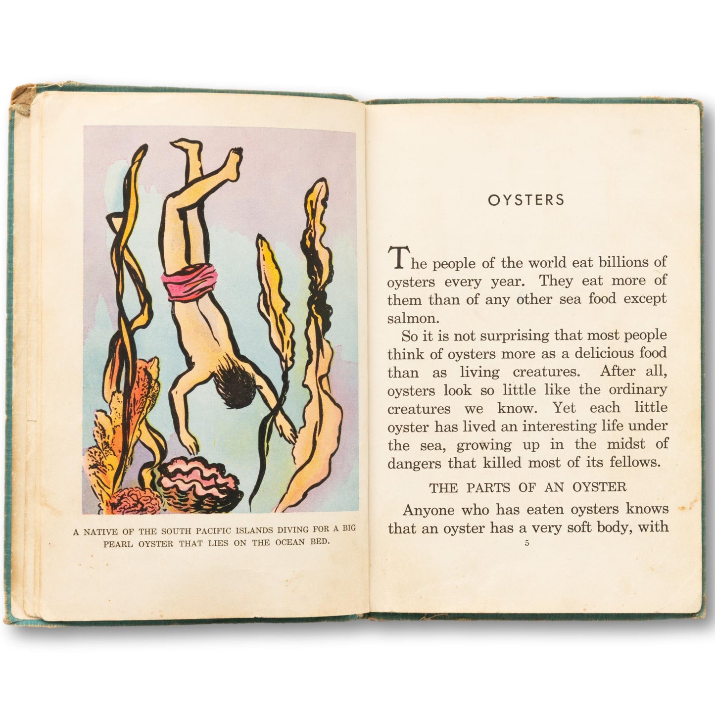 "Oysters" Illustrated Book