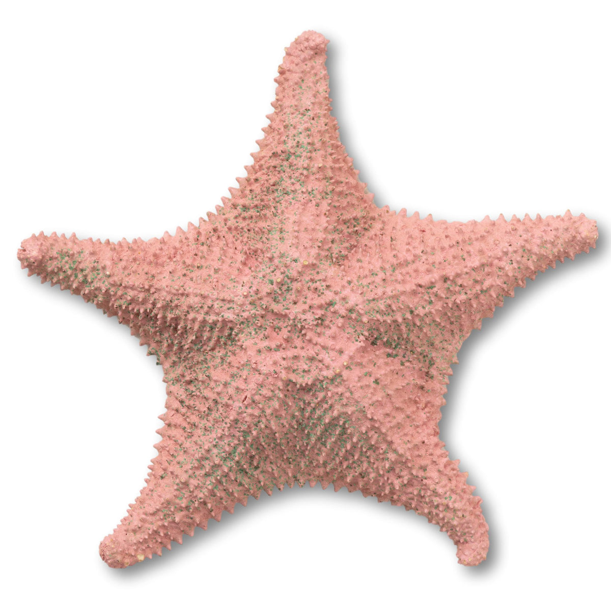 Hand Decorated Painted Starfish