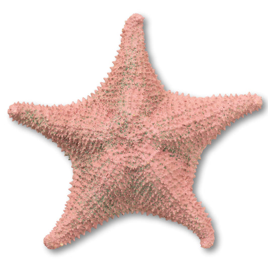Hand Decorated Painted Starfish