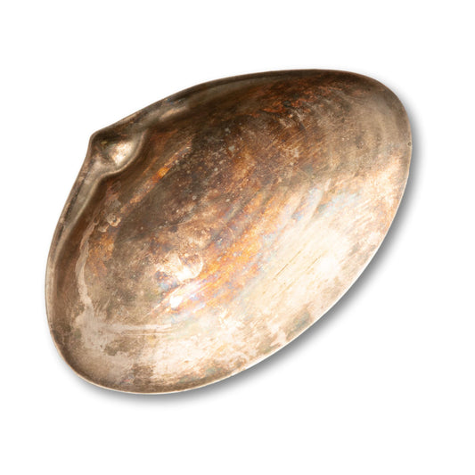 Silver Clam Shell