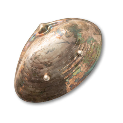 Silver Clam Shell