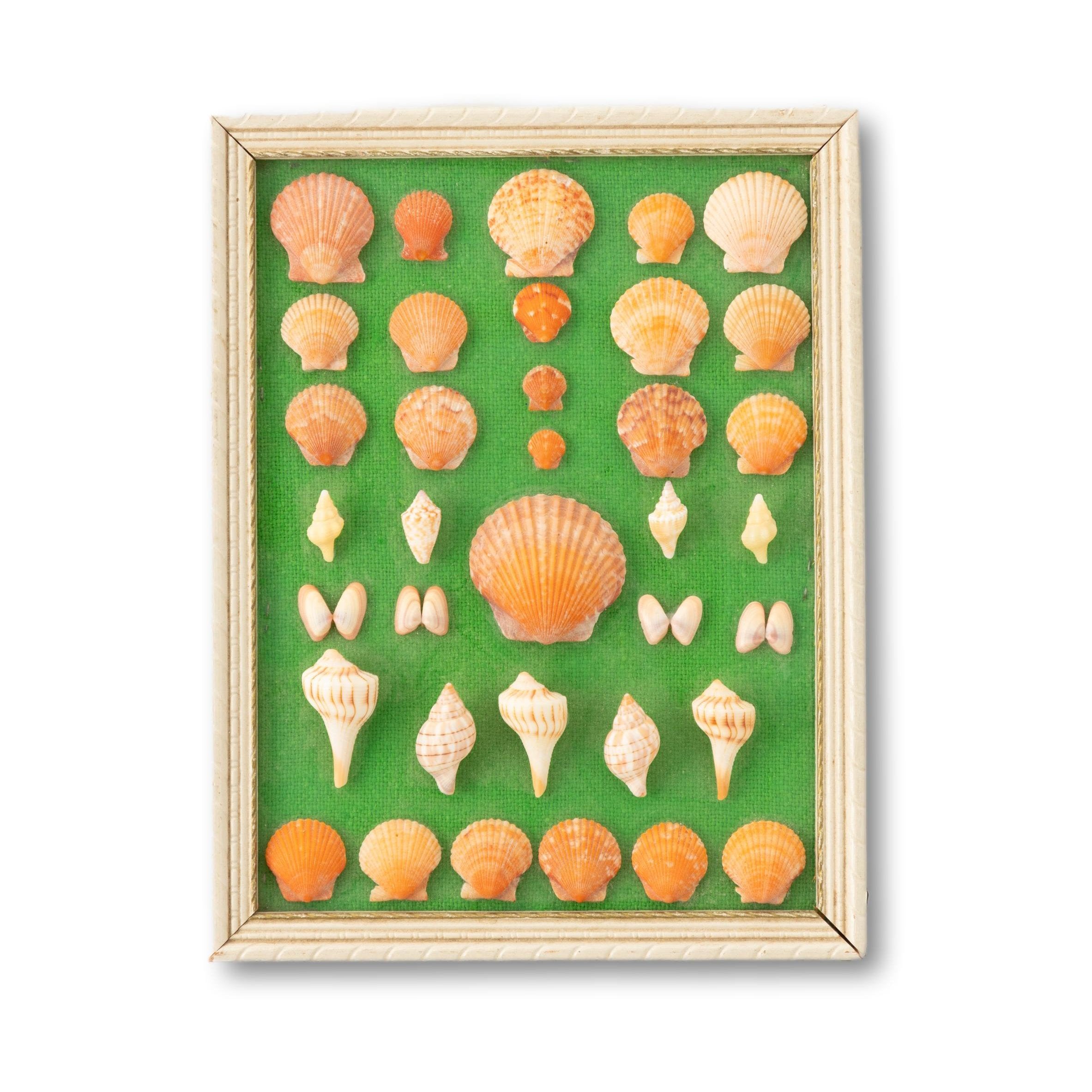Antique Shell Collection Shell Collection on Green Linen – Seacraft Vintage