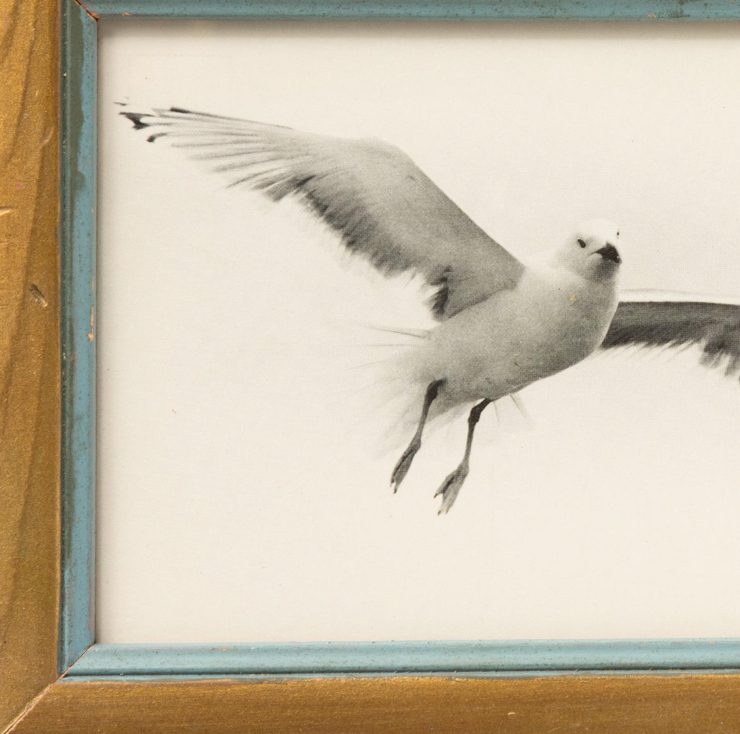 Framed Seagull Postcard
