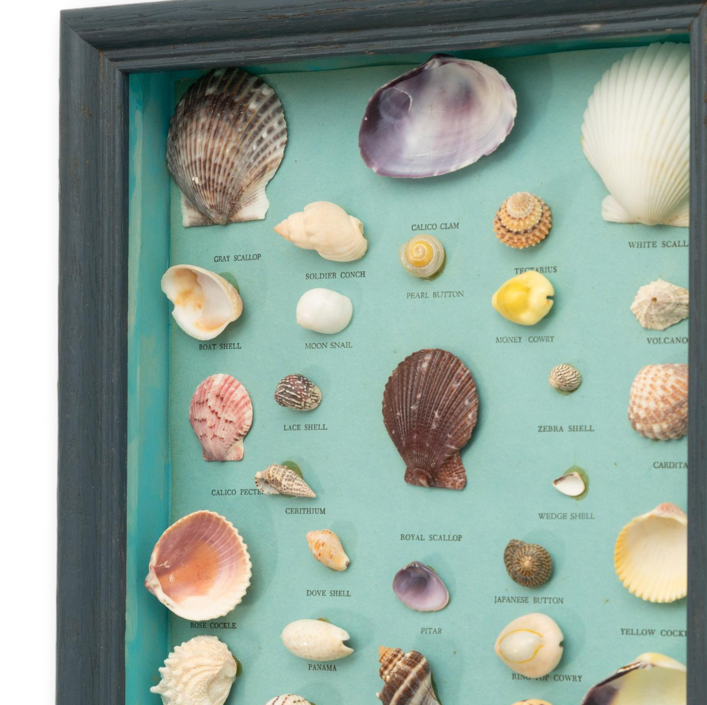 Seashell Diorama