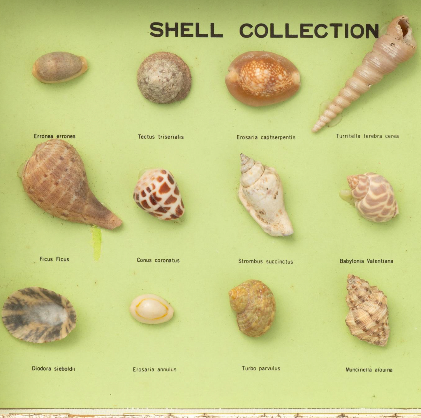 Shell Collection Diorama