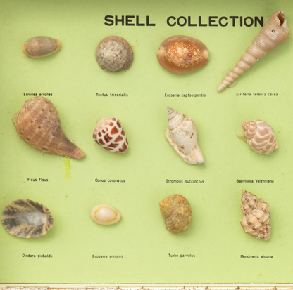 Shell Collection Diorama