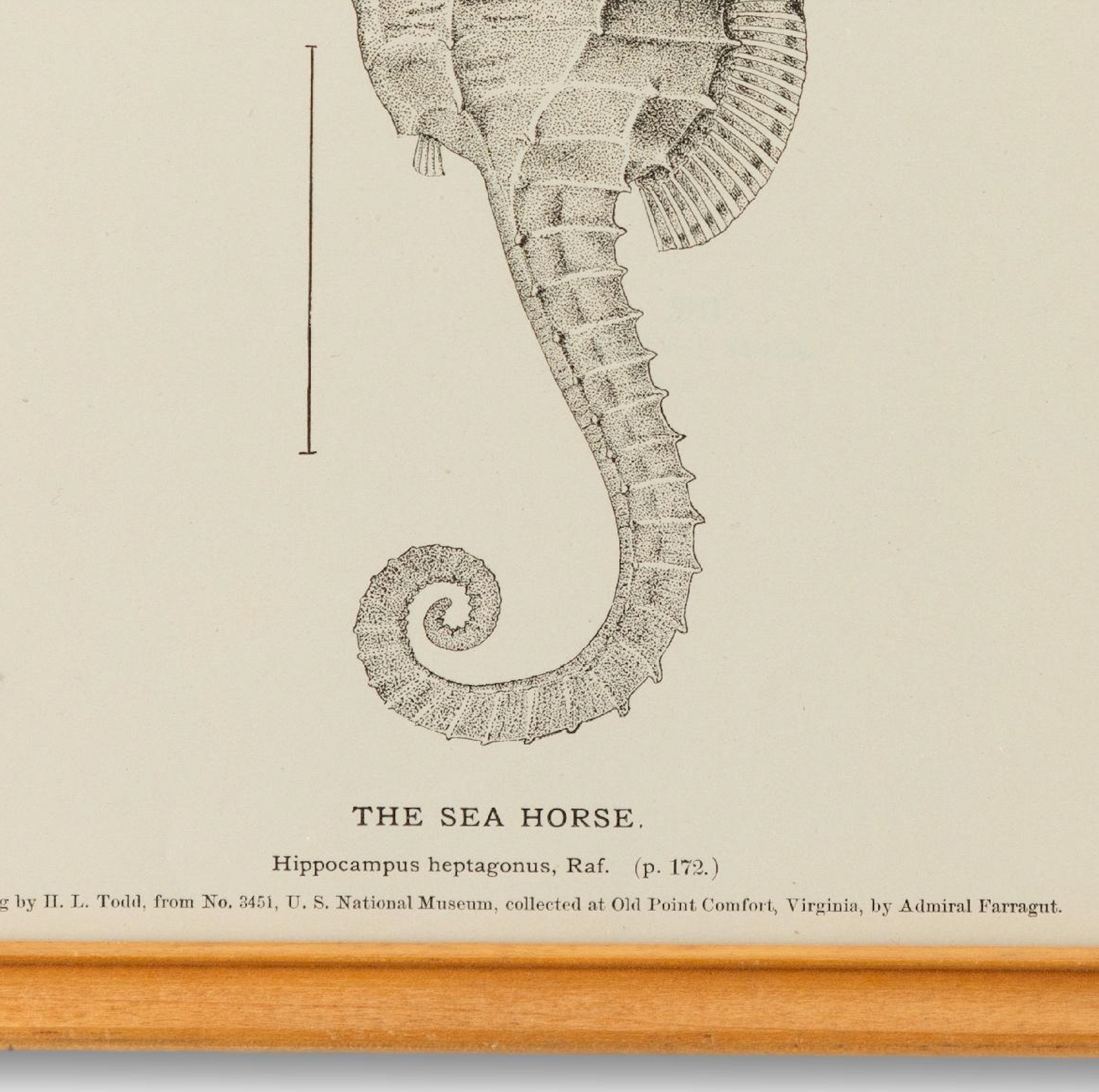 Framed 1890s Seahorse Plate