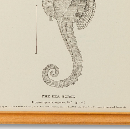 Framed 1890s Seahorse Plate