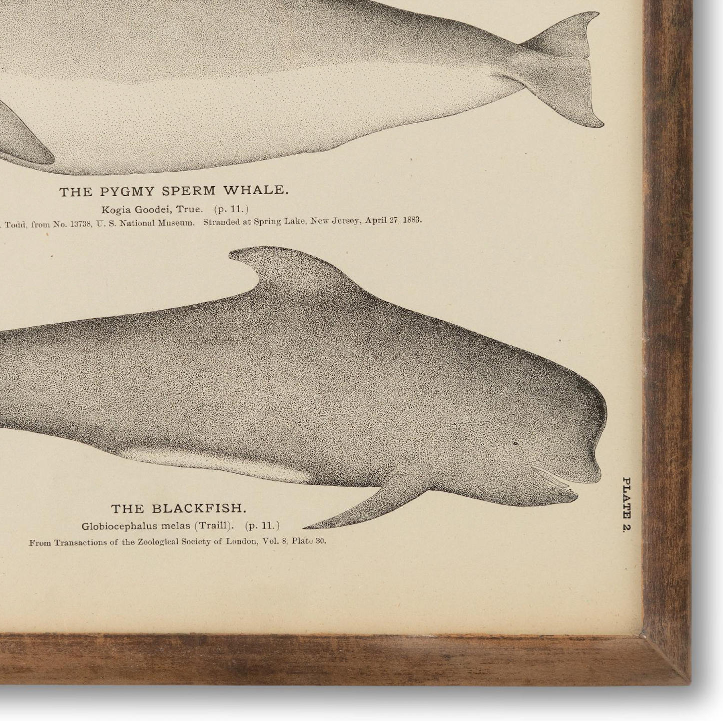 Framed 1890s Whale Plate