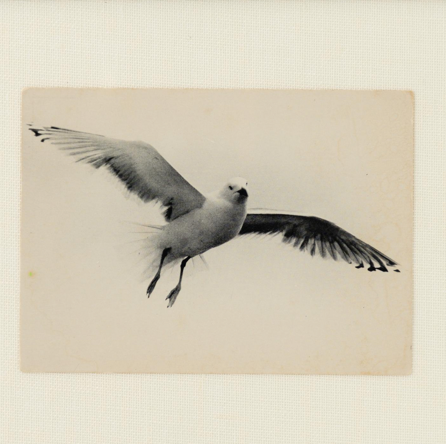 Framed Seagull Photo
