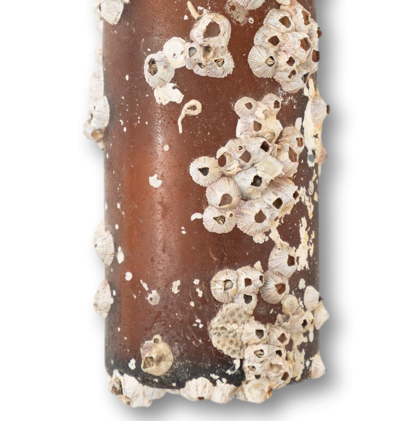 Barnacle Bottle