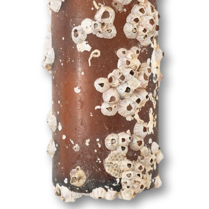 Barnacle Bottle