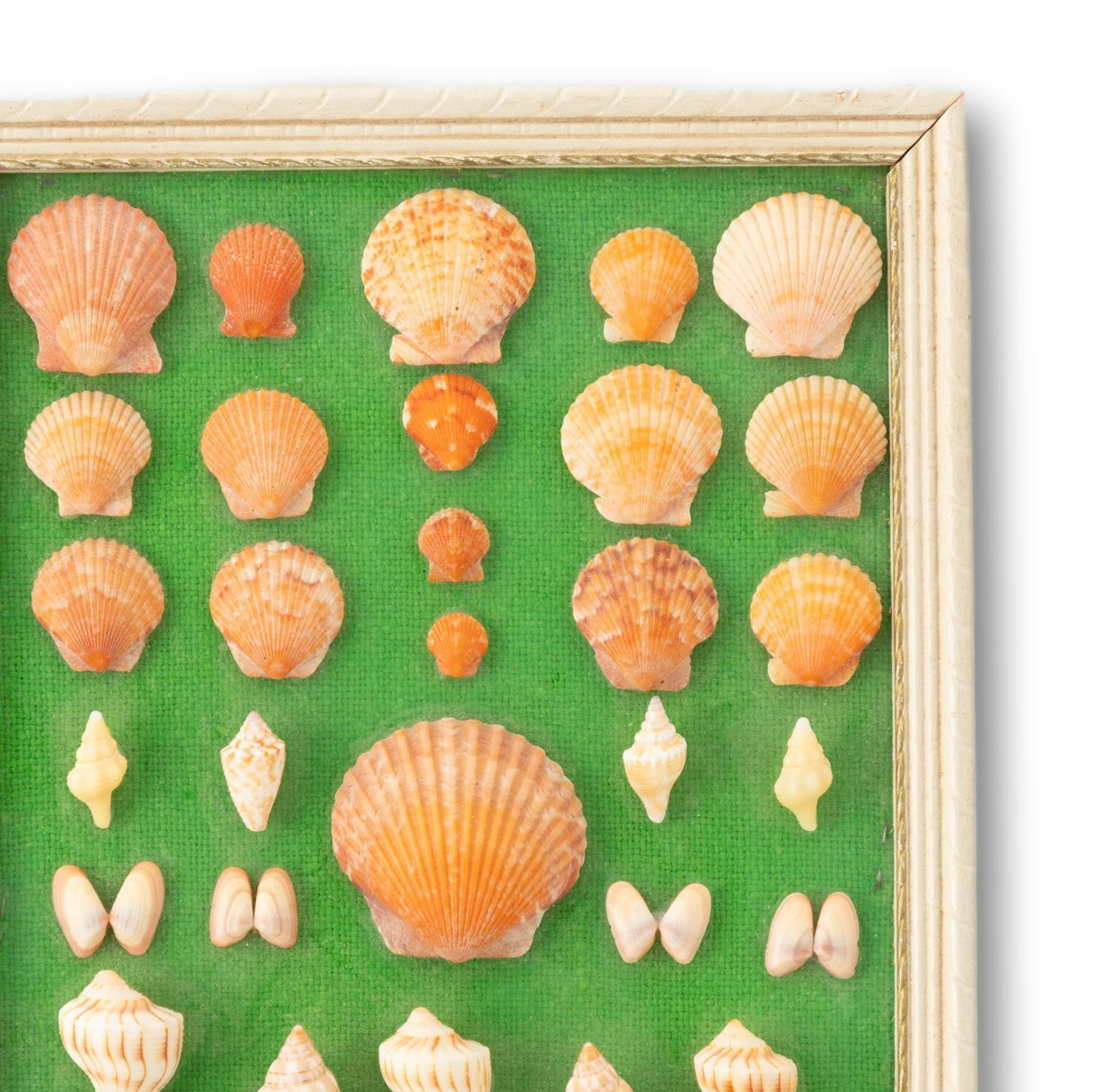 Shell Collection on Green Linen