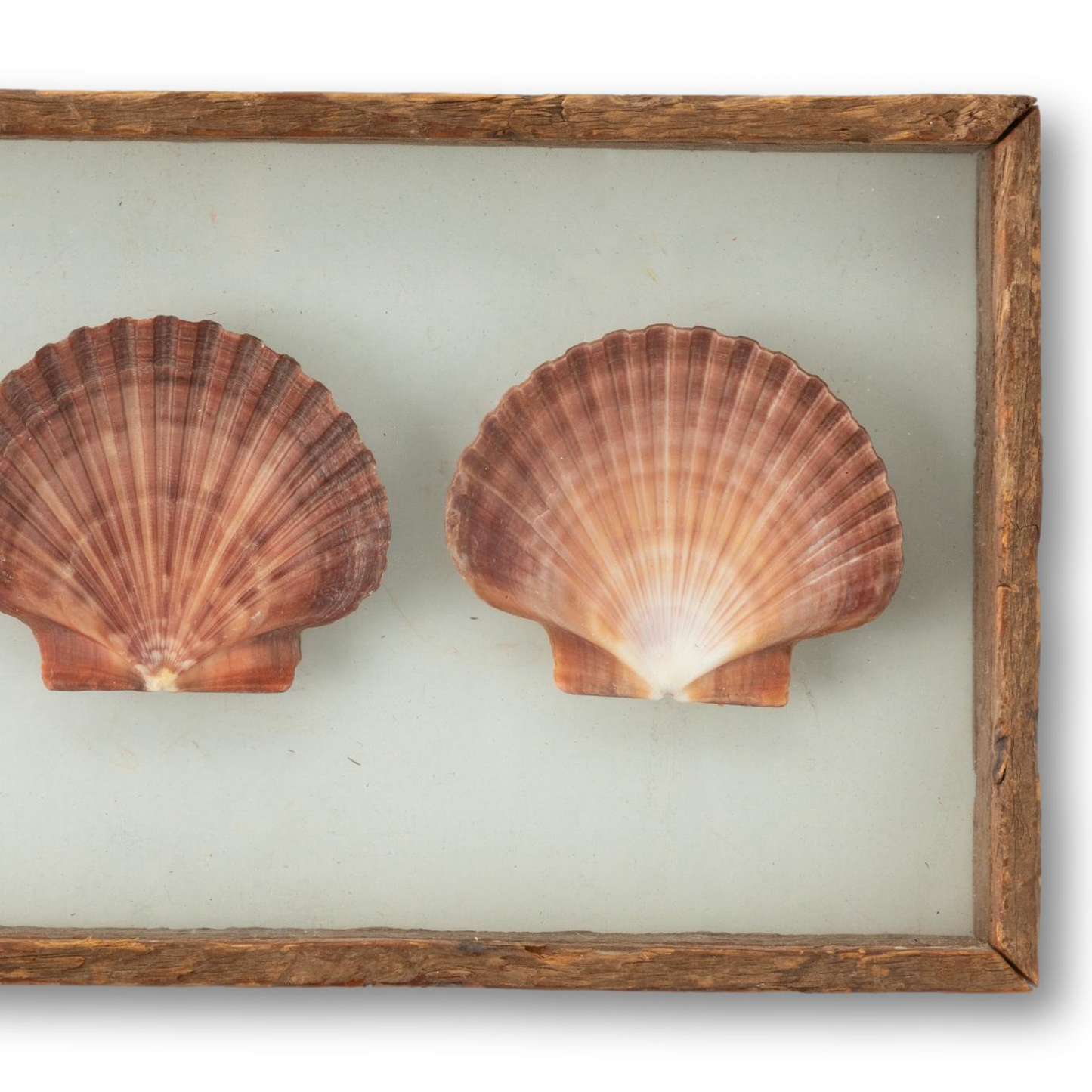 Scallops Between Glass