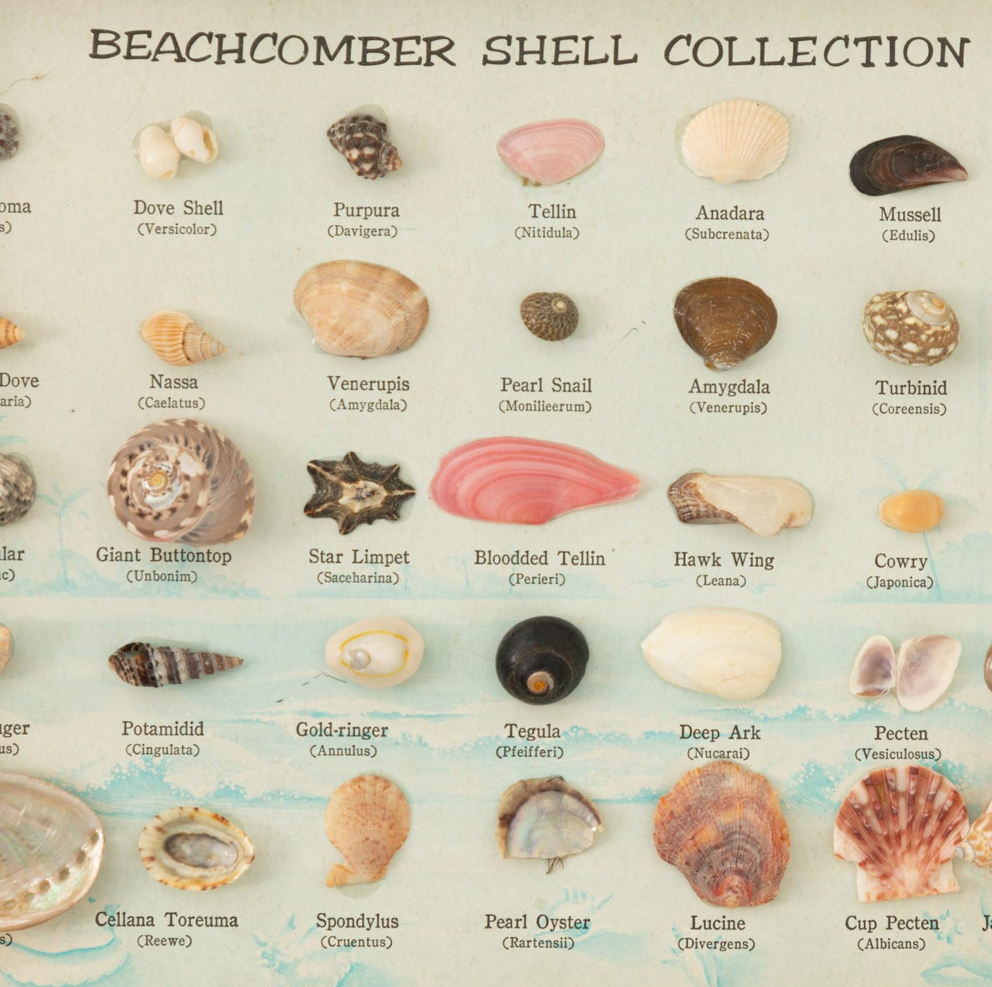 Beachcomber Shell Collection