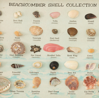 Beachcomber Shell Collection