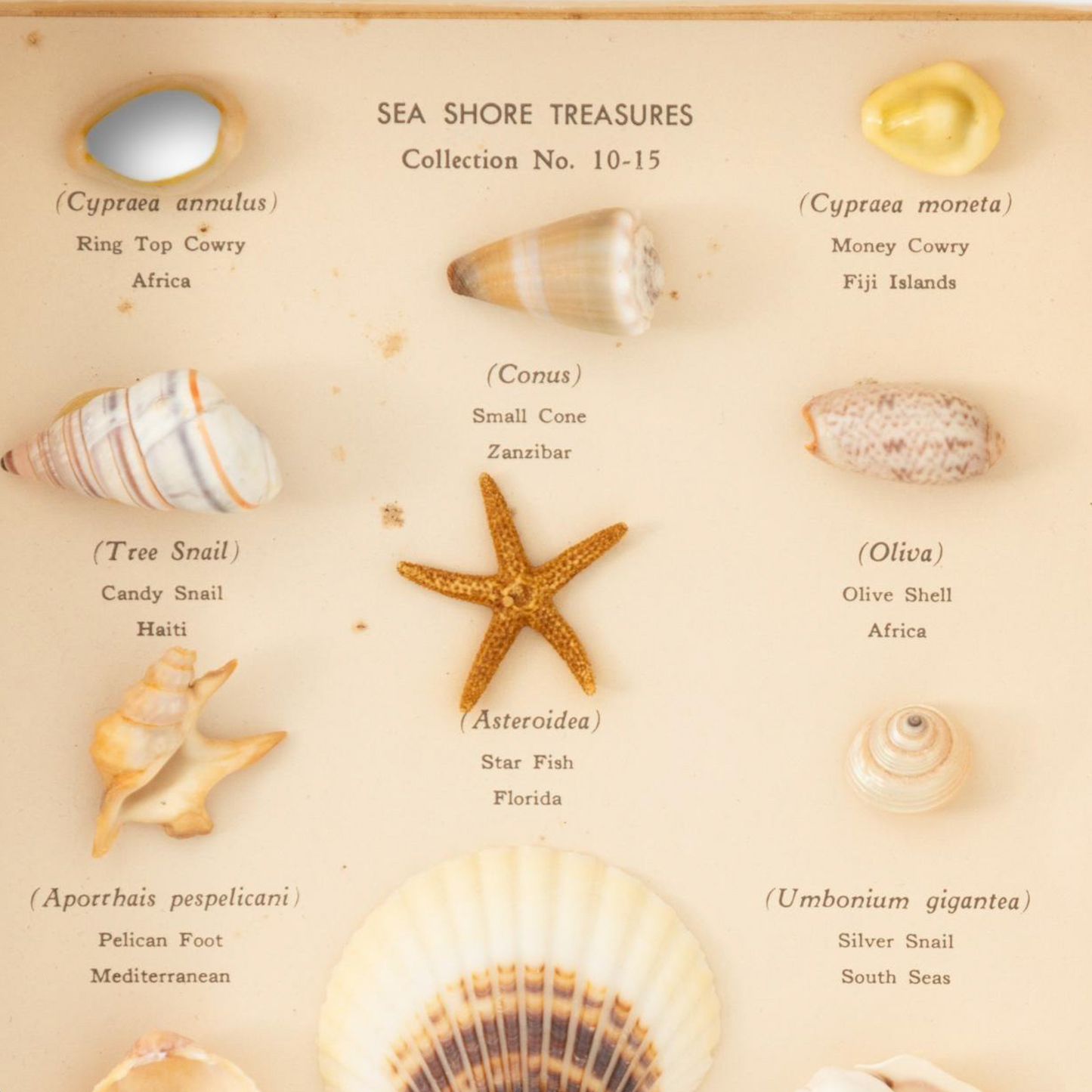 Sea Shore Treasures Collection