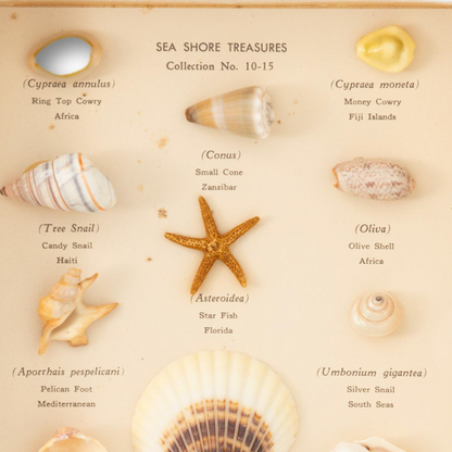 Sea Shore Treasures Collection