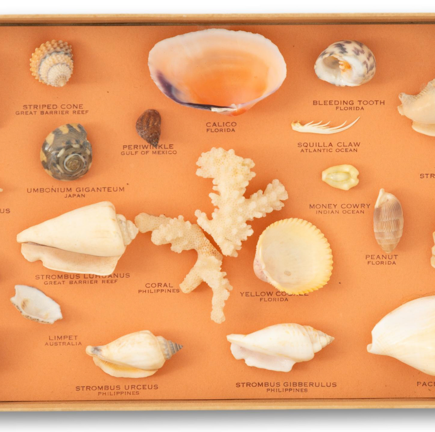 White Shell Collection