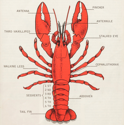 Framed Lobster Diagram