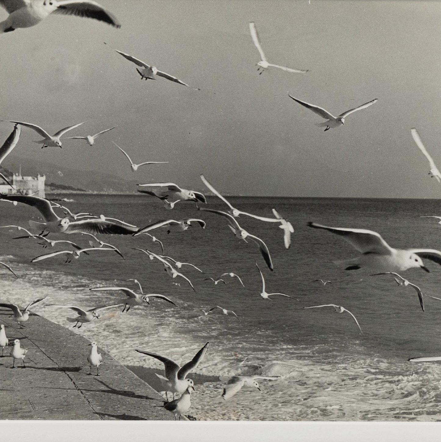 B&W Seagull Photo