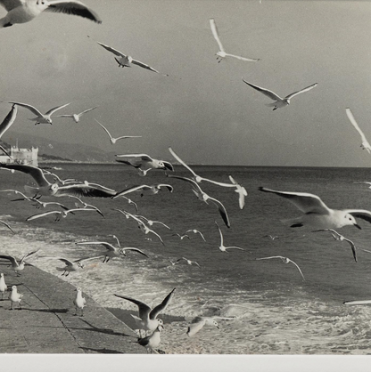 B&W Seagull Photo