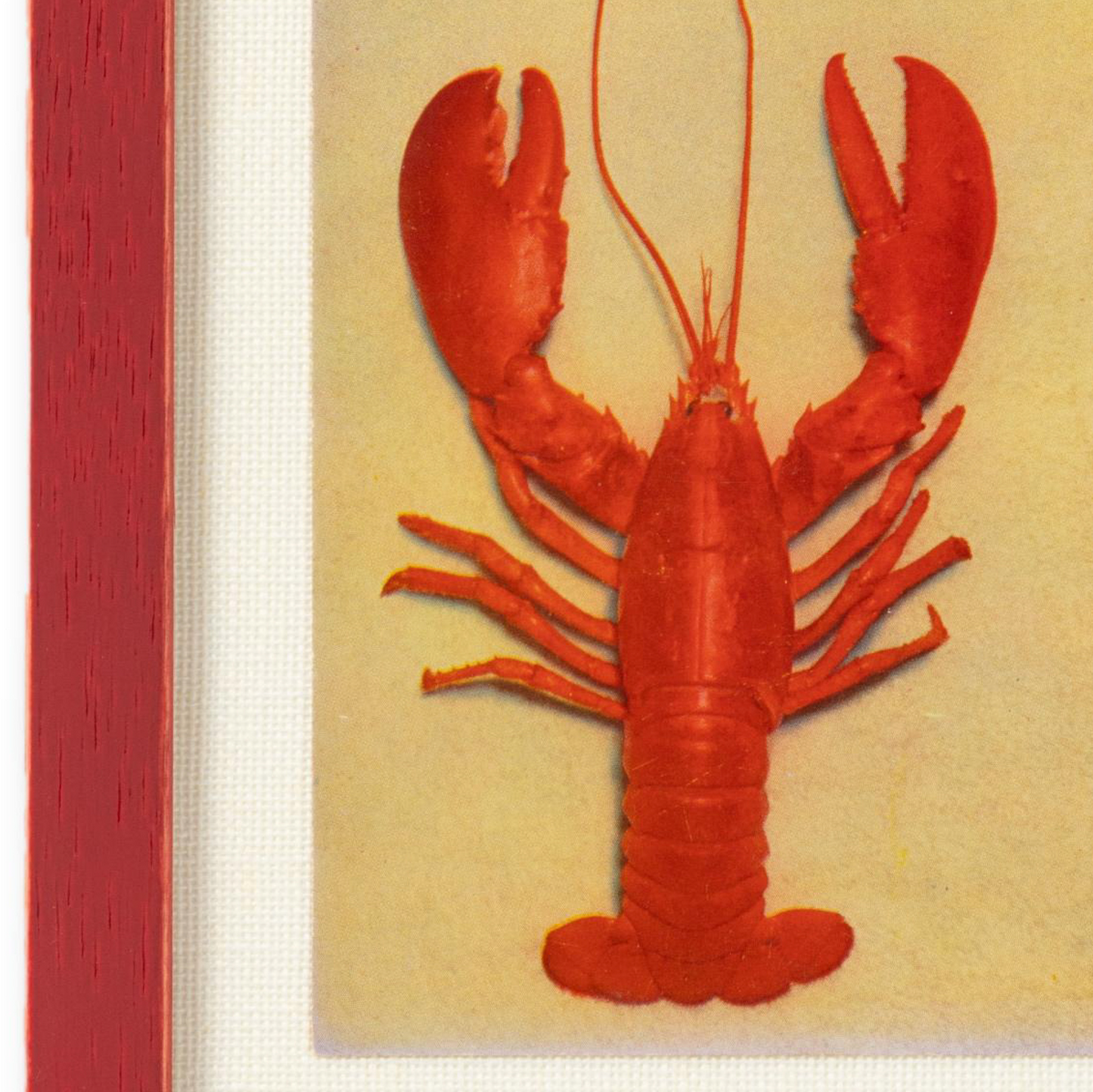 Framed Lobster Postcard